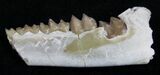 Oligocene Ruminant (Leptomeryx) Jaw Section #10573-1